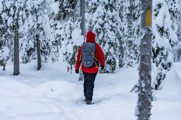 Hiker exploring the Arctic forest covered with snow, Iso Syote, Northern Ostrobothnia, Lapland, Finland