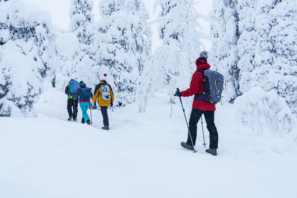 Two young boys with parents walking on a winter trail in the snowy forest, Riisitunturi National Park, Posio, Lapland, Finland