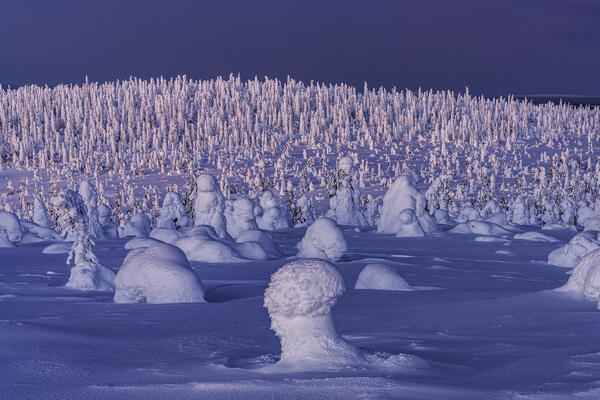 Frozen Arctic forest covered with deep snow at dusk, Riisitunturi National Park, Posio, Lapland, Finland