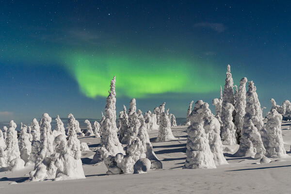 Dramatic night sky with Northern Lights over frozen trees covered with snow, Riisitunturi National Park, Posio, Lapland, Finland