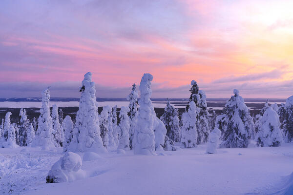 Snowy trees covered with ice  under the romantic pink sky at sunset, Riisitunturi National Park, Posio, Lapland, Finland