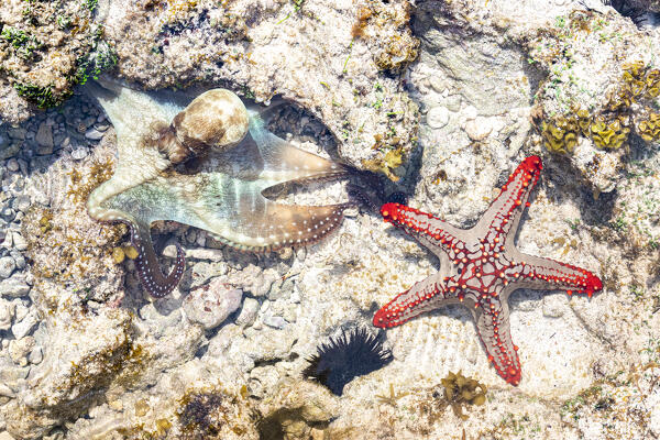 Close up of starfish and octopus underwater on coral reef, Zanzibar, Tanzania