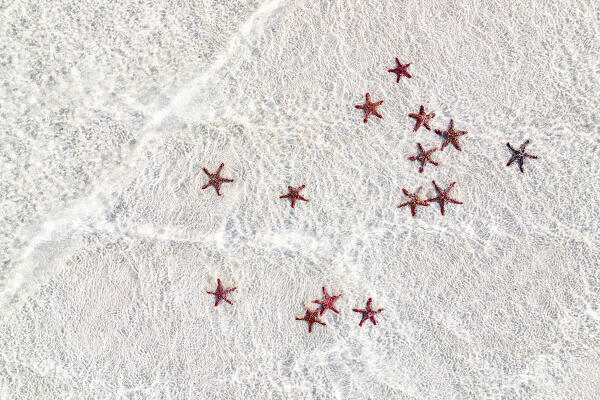 Overhead view of red starfish on white coral sand of an empty idyllic beach, Zanzibar, Tanzania