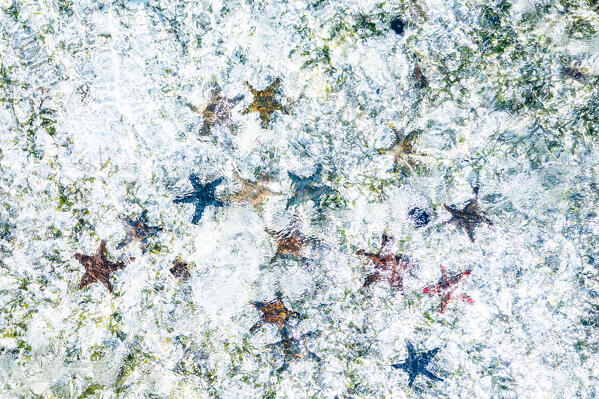 Overhead view of tropical starfish on the ocean floor, Zanzibar, Tanzania