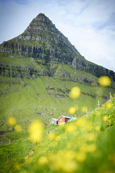 Majestic mountain framed by yellow wildflowers in bloom, Fuglafjordur, Eysturoy Island, Faroe Islands