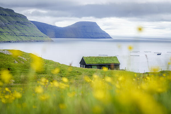 Lone grass roof house framed by flowering meadows in summer, Sydrugota, Eysturoy Island, Faroe Islands