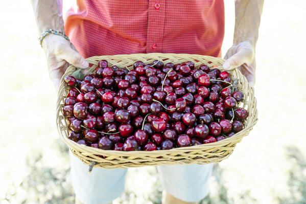 Unrecognizable mid adult man holding a basket full of cherry fruit at springtime
