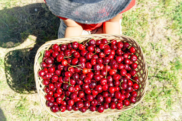 High angle view of a farmer holding a straw basket full of cherries during the harvesting