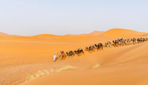 High angle view of Tuareg man leading a camels caravan on a dune, Erg Chebbi, Merzouga, Sahara Desert, Morocco