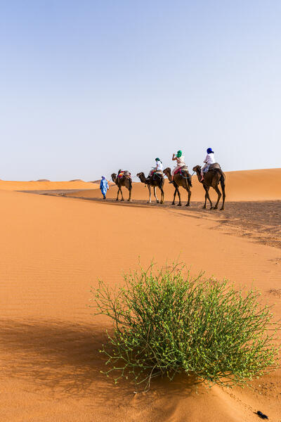 Cheerful mother with two sons exploring the desert riding camels, Erg Chebbi, Merzouga, Sahara Desert, Morocco