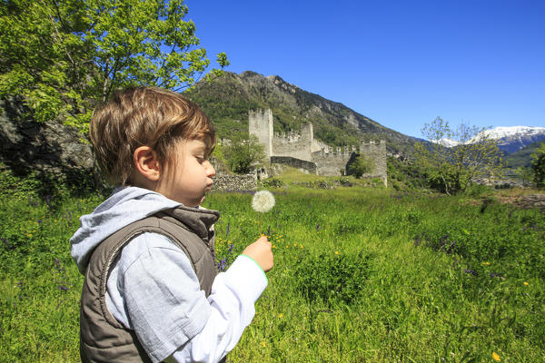 Child playing with flowers of dandelion near Visconti Venosta Castle. Grosio. Province of Sondrio. Valtellina. Lombardy. Italy. Europe