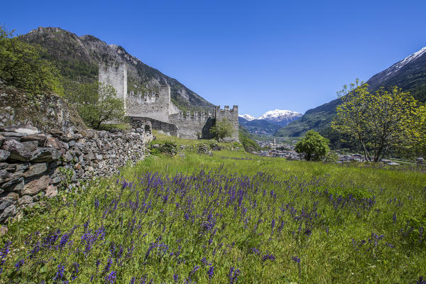 Summer blooms at Castle Visconti Venosta. Grosio. Province of Sondrio. Valtellina. Lombardy. Italy. Europe