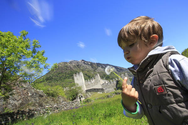 Child playing with flowers of dandelion near Visconti Venosta Castle. Grosio. Province of Sondrio. Valtellina. Lombardy. Italy. Europe