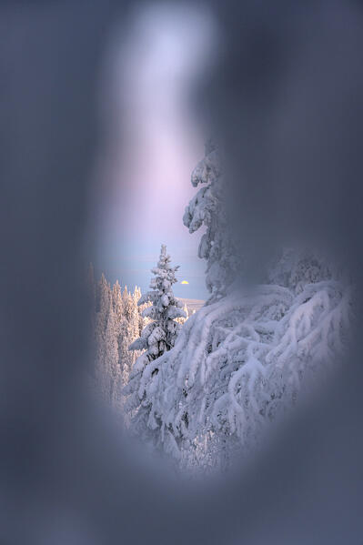 Frozen forest seen through natural frame at dawn, Lapland, Finland
