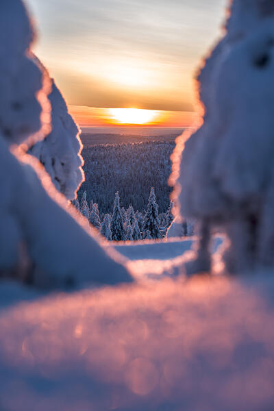 Sunset over winter forest, Lapland, Finland