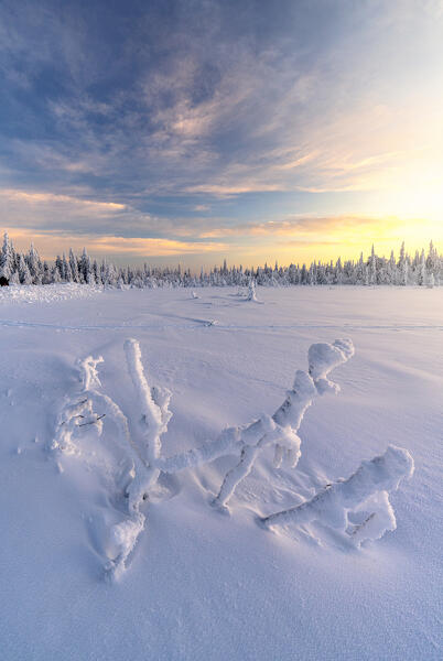 Frozen snowy tree in the winter landscape of Finnish Lapland, Finland