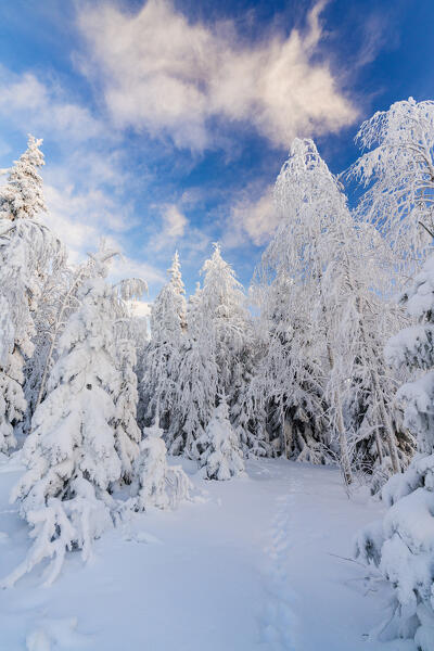 Snowy spruce trees in the winter landscape, Lapland, Finland