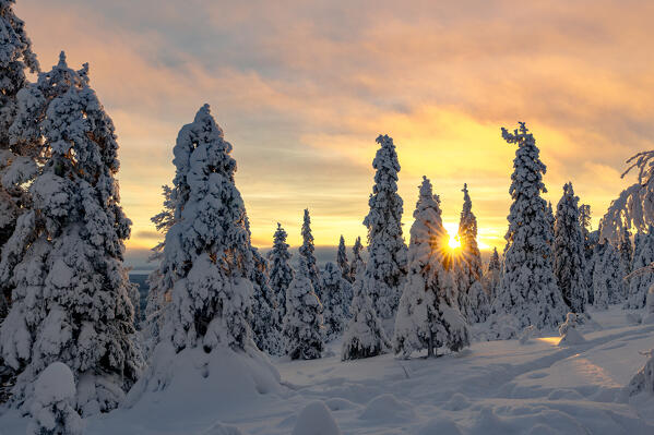 Frozen snowy forest lit by sunburst at sunset, Riisitunturi National Park, Posio, Lapland, Finland
