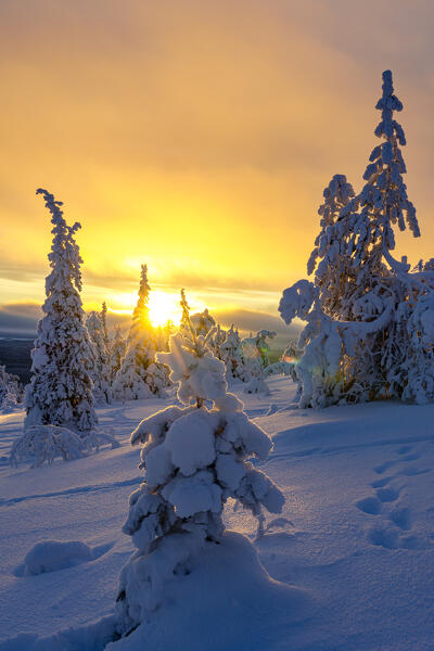 Golden sunset over frozen trees of snowy forest, Riisitunturi National Park, Posio, Lapland, Finland