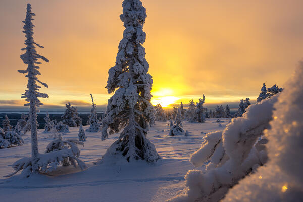Frozen boreal forest at sunset, Riisitunturi National Park, Posio, Lapland, Finland