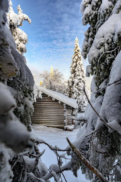 Isolated cottage framed by snowy trees, Ruka, Kuusamo, Lapland, Finland