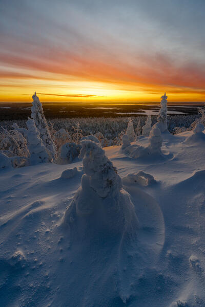 Frozen spruce trees at sunrise, Ruka, Kuusamo, Lapland, Finland