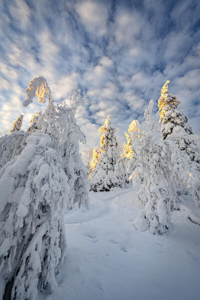 Snow covered spruce trees under scenic clouds, Ruka, Kuusamo, Lapland, Finland
