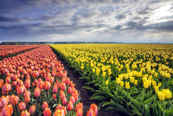 Spring clouds and rays of sun over fields of multicolored tulips Schermerhorn Alkmaar North Holland Netherlands Europe