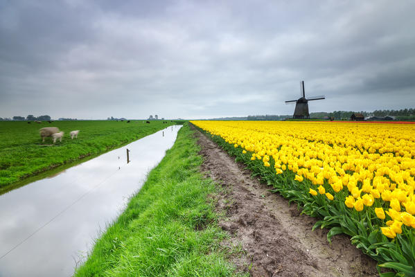 Clouds on fields of yellow tulips and windmills surrounded by meadows Schermerhorn Alkmaar North Holland Netherlands Europe