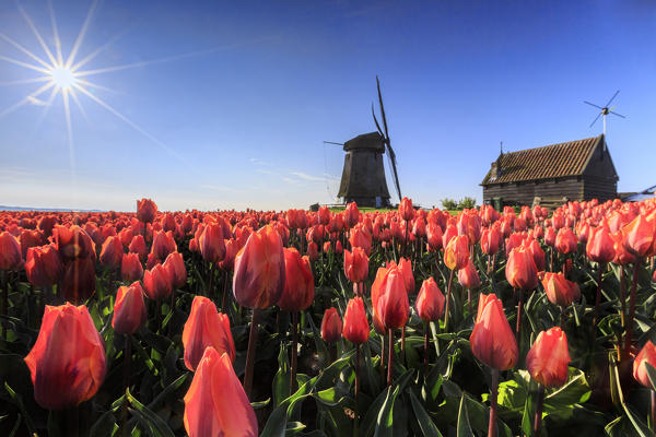 Red tulips in foreground and blue sky frame the windmill in spring Schermerhorn Alkmaar  North Holland Netherlands Europe
