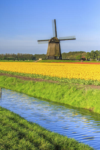 Yellow of tulips reflected in the canal with windmill in the background Berkmeyer Koggenland North Holland Netherlands Europe