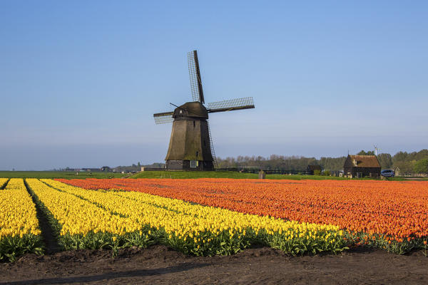 Multicolored tulip fields and blue sky frame the windmill in spring Berkmeer Koggenland North Holland Netherlands Europe