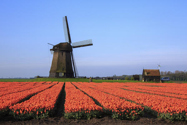 Red tulip fields and blue sky frame the windmill in spring Berkmeer Koggenland North Holland Netherlands Europe