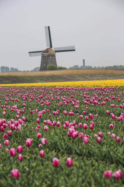 Fields of multicolored tulips and windmill at spring Berkmeer Koggenland North Holland Netherlands Europe