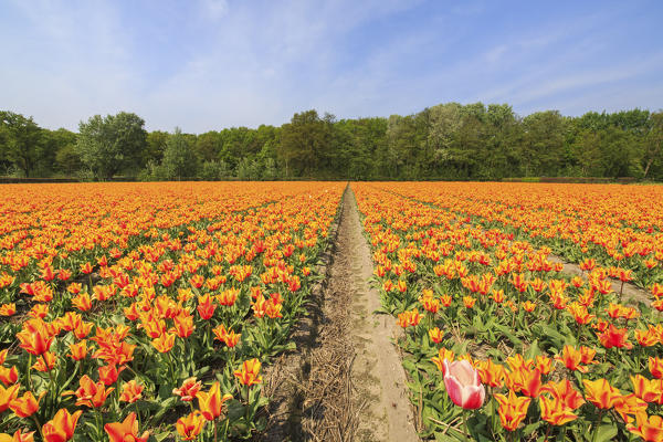 View of the colorful fields of tulips in spring Keukenhof Park Lisse South Holland Netherlands Europe