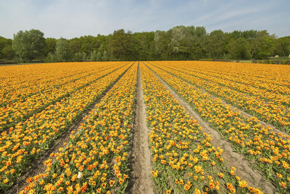 View of the colorful fields of tulips in spring Keukenhof Park Lisse South Holland Netherlands Europe