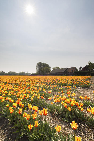 The yellow and orange tulips color the landscape in spring Keukenhof Park Lisse South Holland Netherlands Europe