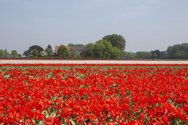 Fields of multicored tulips color the landscape in spring Keukenhof Park Lisse South Holland Netherlands Europe