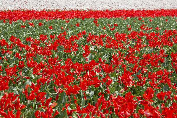 The red and white tulips color the landscape in spring Keukenhof Park Lisse South Holland Netherlands Europe