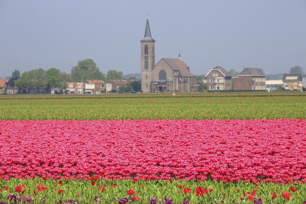 Fields of tulips color the landscape and frame the village in background Keukenhof Park Lisse South Holland Netherlands Europe