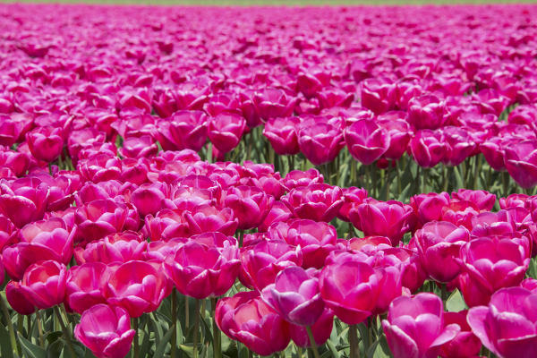The colorful scenery of spring fields of tulips Keukenhof Park Lisse South Holland Netherlands Europe
