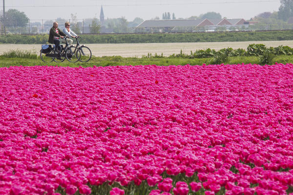 Bicycles in the colorful scenery of spring fields of tulips Keukenhof Park Lisse South Holland Netherlands Europe