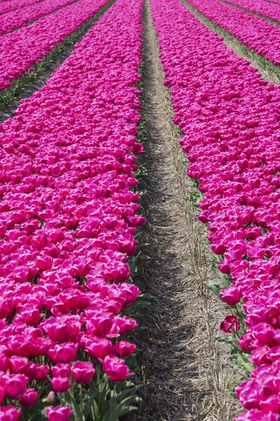 The colorful scenery of spring fields of tulips Keukenhof Park Lisse South Holland Netherlands Europe