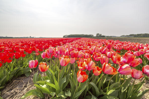 The colorful scenery of spring fields of tulips Keukenhof Park Lisse South Holland Netherlands Europe