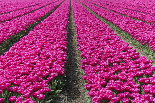 The colorful scenery of spring fields of tulips Keukenhof Park Lisse South Holland Netherlands Europe