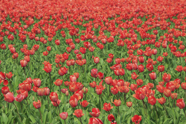 Red tulips and green grass color the landscape in spring Keukenhof Park Lisse South Holland Netherlands Europe