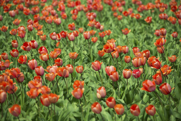Red tulips and green grass color the landscape in spring Keukenhof Park Lisse South Holland Netherlands Europe