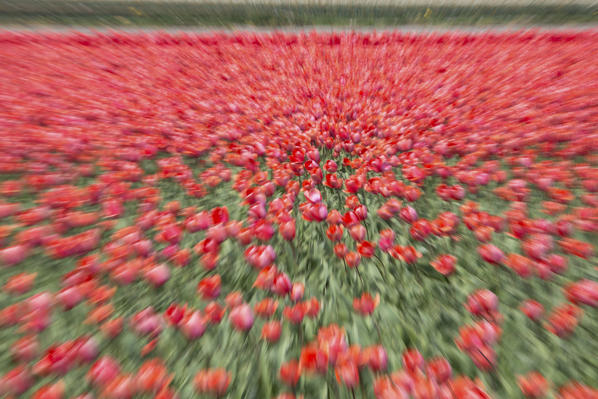 Red tulips and green grass color the landscape in spring Keukenhof Park Lisse South Holland Netherlands Europe