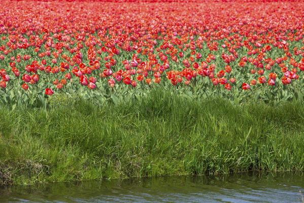 Red tulips and green grass color the landscape in spring Keukenhof Park Lisse South Holland Netherlands Europe