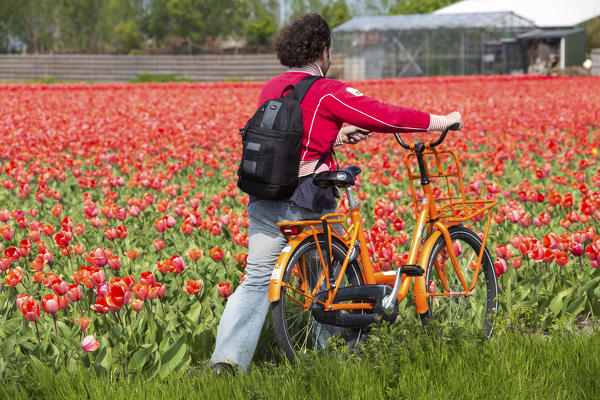 Bicycle in the colorful scenery of spring fields of tulips Keukenhof Park Lisse South Holland Netherlands Europe